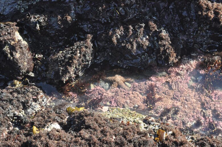 Shelter Cove Pacific Ocean Home - Shelter Cove, California