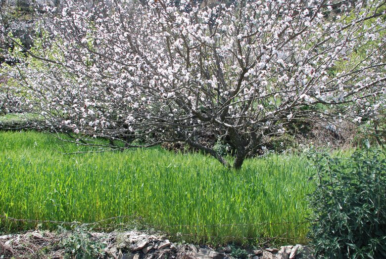 Villa Loshegani - Nainital, India