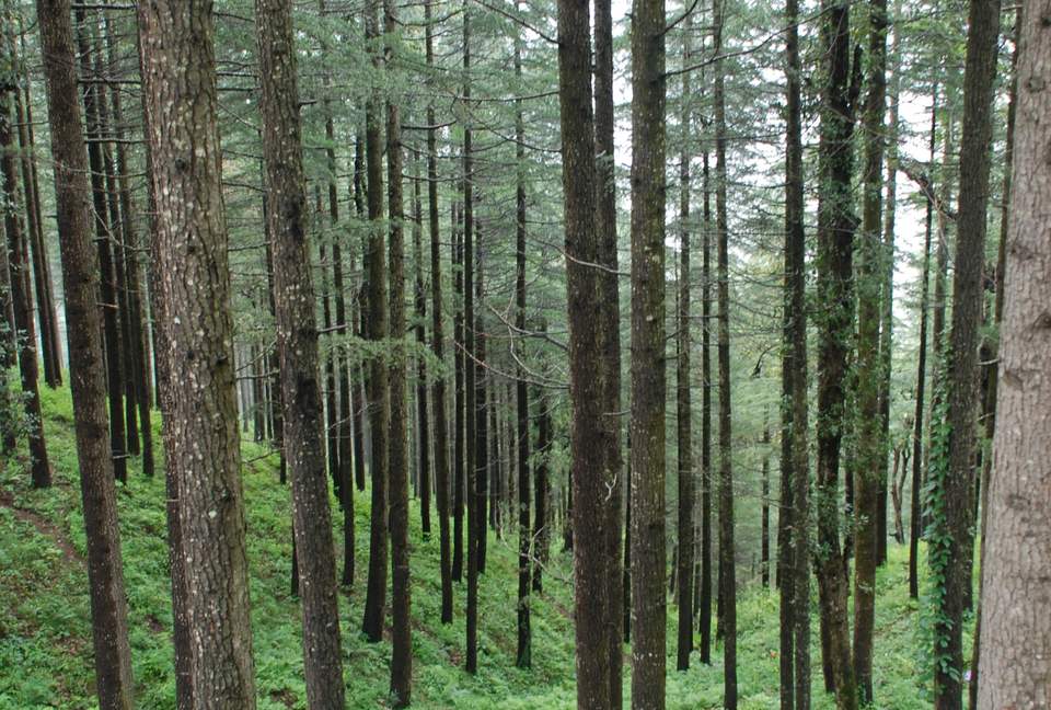 Villa Loshegani - Nainital, India