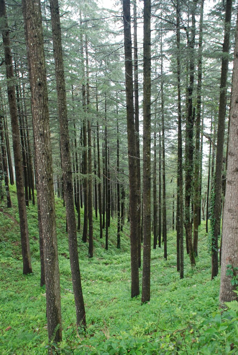 Villa Loshegani - Nainital, India