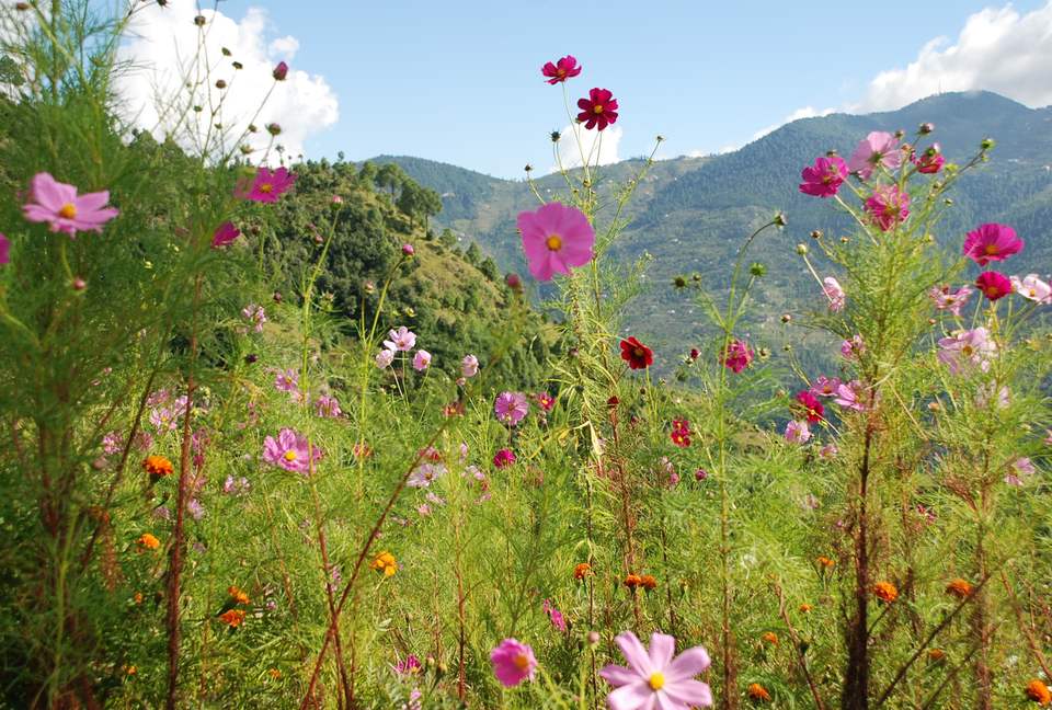 Villa Loshegani - Nainital, India