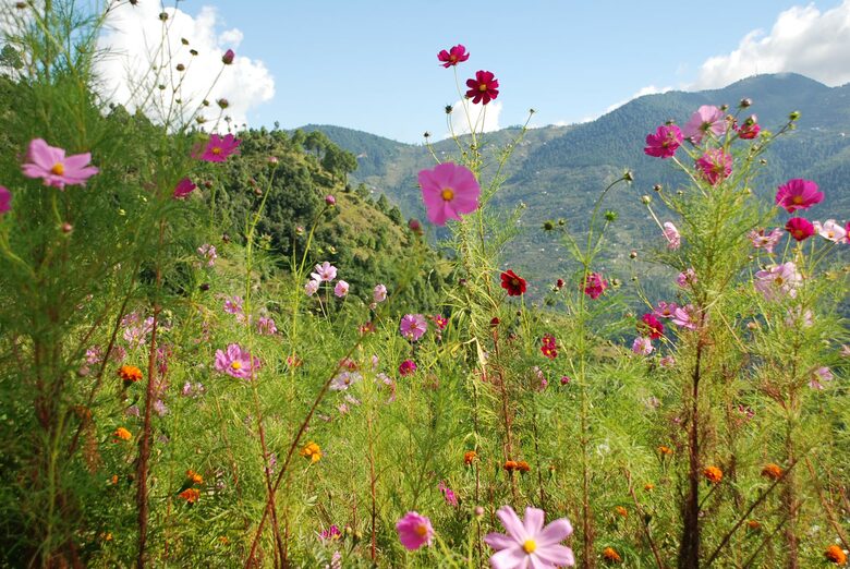 Villa Loshegani - Nainital, India