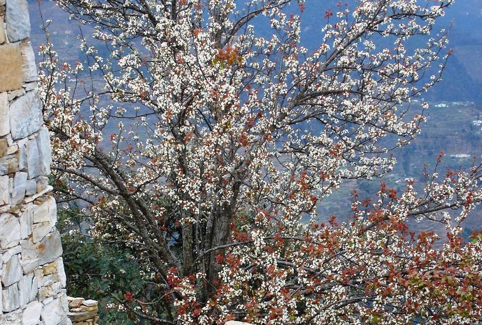 Villa Loshegani - Nainital, India