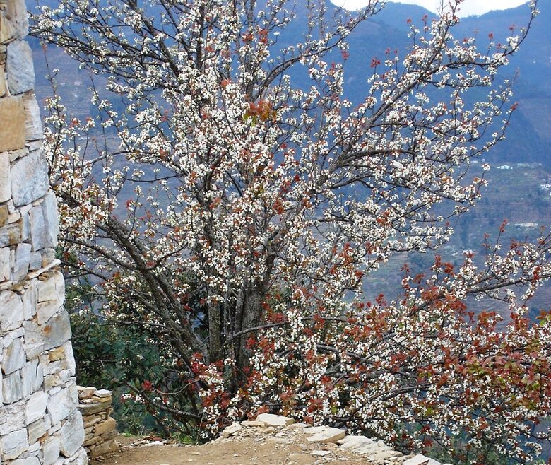 Villa Loshegani - Nainital, India