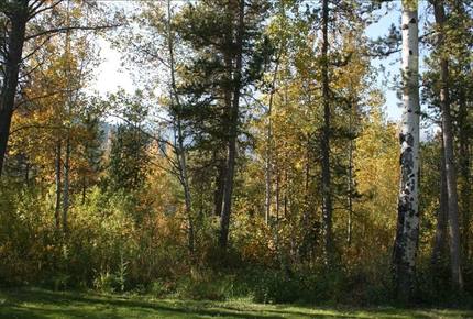 Berry Patch - Jackson Hole - Wilson, Wyoming