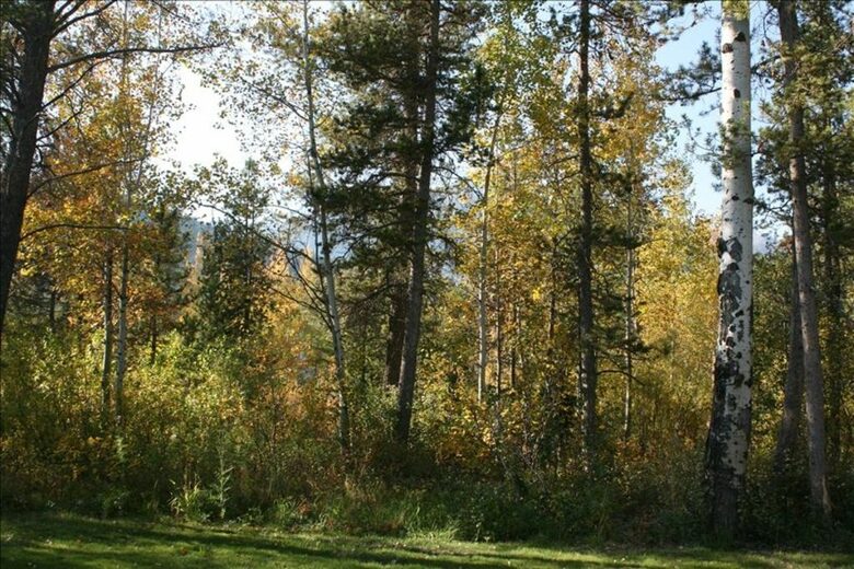 Berry Patch - Jackson Hole - Wilson, Wyoming