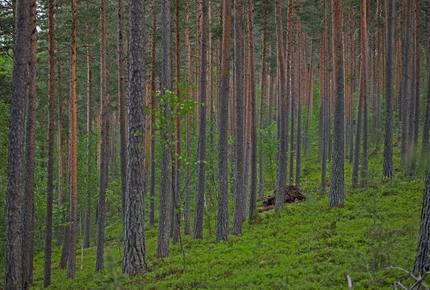 Villa Jolla and Sauna - Inspired by Nature - Padasjoki, Finland