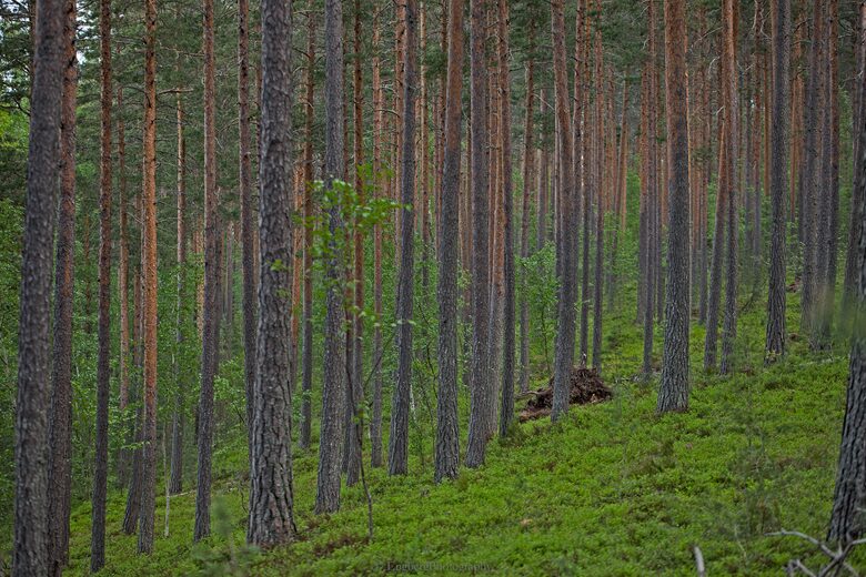 Villa Jolla and Sauna - Inspired by Nature - Padasjoki, Finland