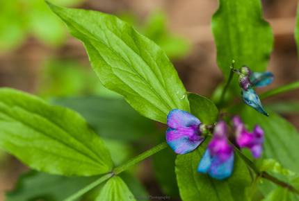 Villa Jolla and Sauna - Inspired by Nature - Padasjoki, Finland