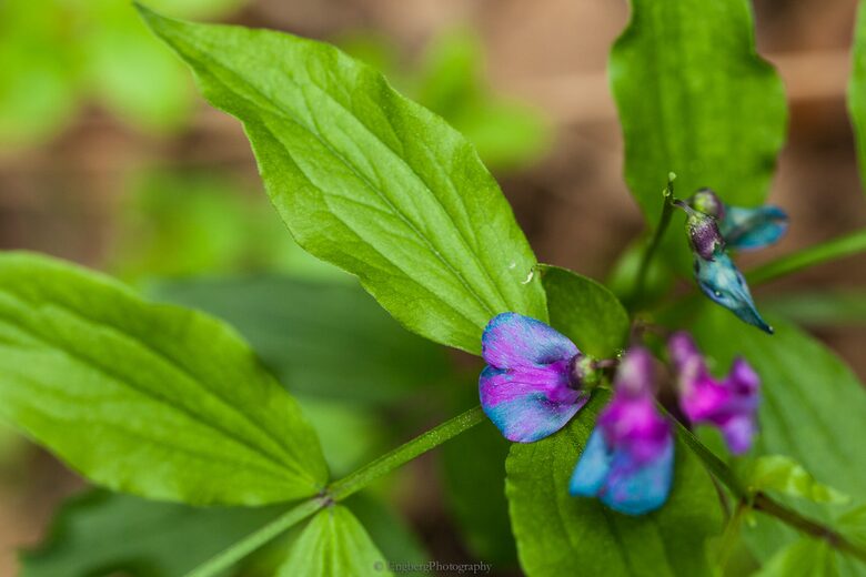 Villa Jolla and Sauna - Inspired by Nature - Padasjoki, Finland