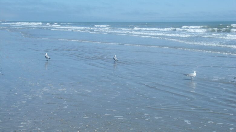Isle of Palms Escape - Isle of Palms, South Carolina