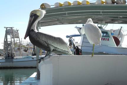 On the Bayou - North West Bradenton, Florida