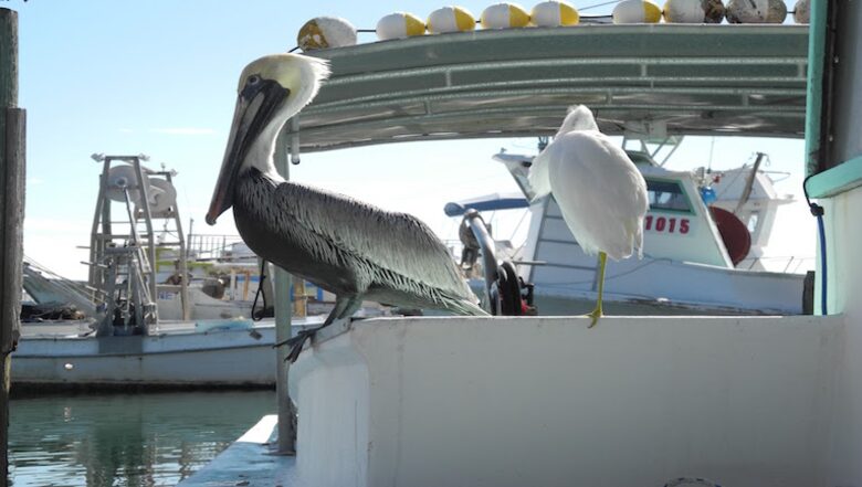 On the Bayou - North West Bradenton, Florida