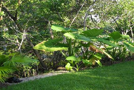 On the Bayou - North West Bradenton, Florida