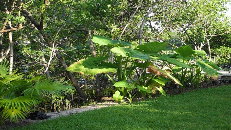 On the Bayou - North West Bradenton, Florida