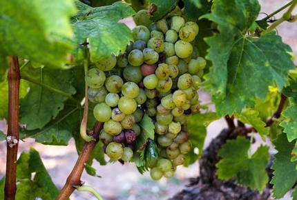 EXCLUSIVE STAY EXPERIENCE - Taste of Cape Town & Whiskey Fest, South Africa