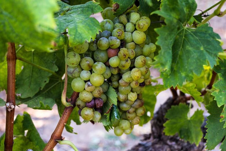 EXCLUSIVE STAY EXPERIENCE - Taste of Cape Town & Whiskey Fest, South Africa