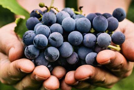 EXCLUSIVE STAY EXPERIENCE - Taste of Cape Town & Whiskey Fest, South Africa