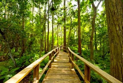 Luxury Residence at Innisbrook Golf and Spa Resort - Palm Harbor, Florida