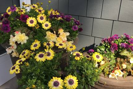 Thompson Court - Rehoboth Beach, Delaware