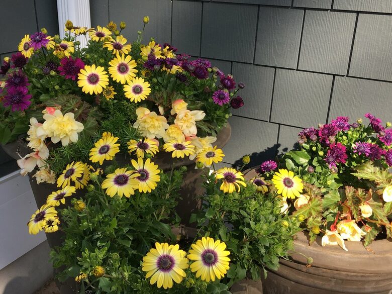 Thompson Court - Rehoboth Beach, Delaware