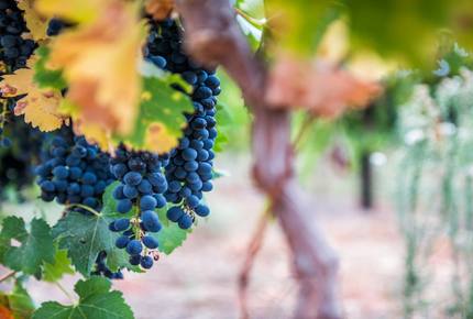 West Grange - Nuy Valley, South Africa