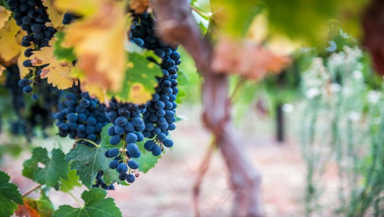 West Grange - Nuy Valley, South Africa