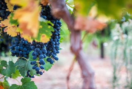 East Grange - Nuy Valley, South Africa