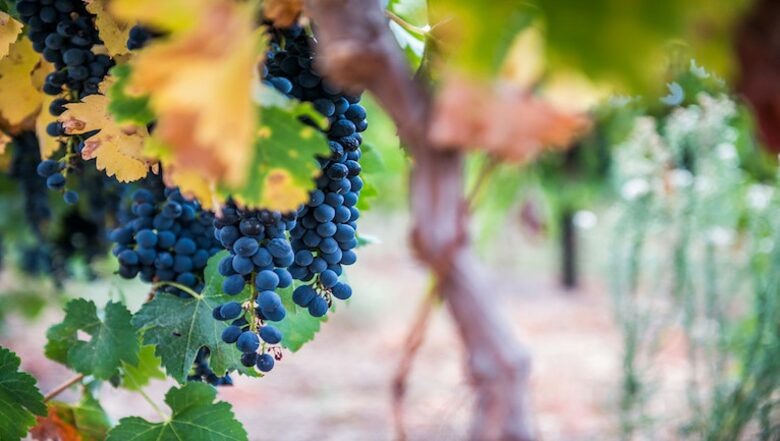 East Grange - Nuy Valley, South Africa