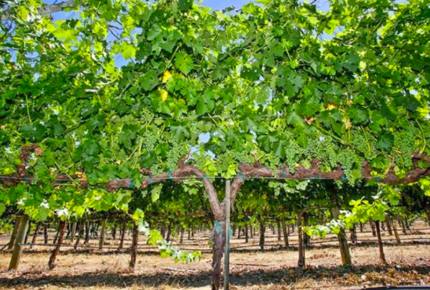 Breathtaking Wine Country Estate - Healdsburg, California