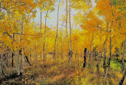 View House! - Leadville, Colorado