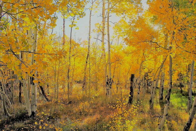 View House! - Leadville, Colorado