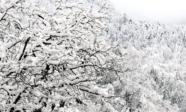 Villa Gella - Pamporovo, Bulgaria