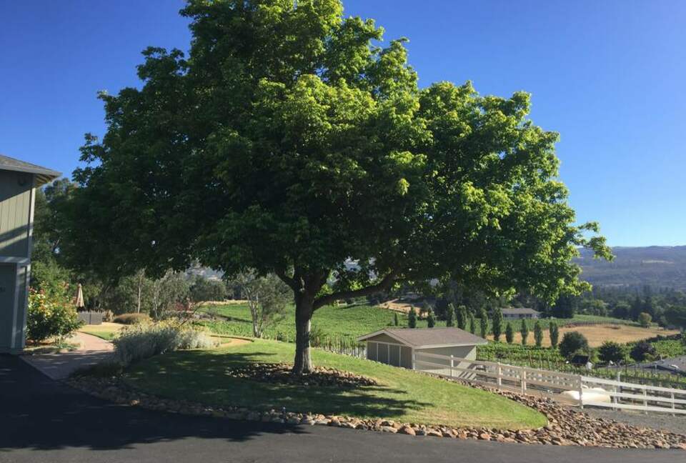 Wine Not - Napa, California