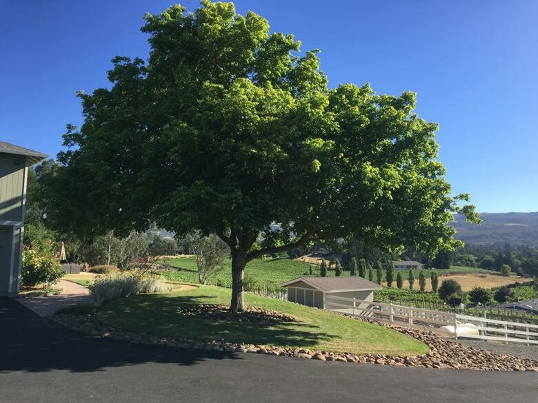 Wine Not - Napa, California