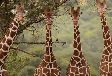 The Round House and Bunk Room at Olepangi Farm - all inclusive - Mt. Kenya - Timau, Kenya