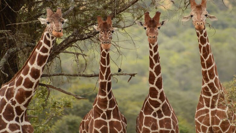 The Round House and Bunk Room at Olepangi Farm - all inclusive - Mt. Kenya - Timau, Kenya