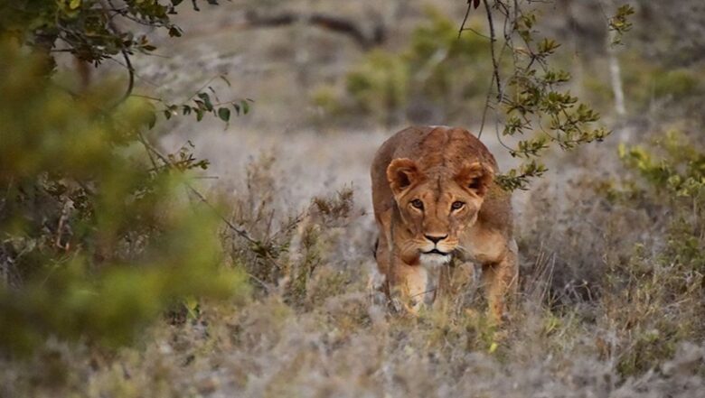 The Round House and Bunk Room at Olepangi Farm - all inclusive - Mt. Kenya - Timau, Kenya