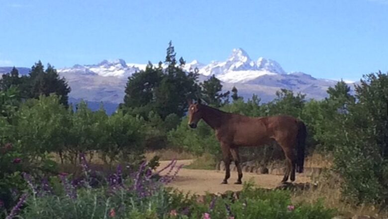 The Round House and Bunk Room at Olepangi Farm - all inclusive - Mt. Kenya - Timau, Kenya