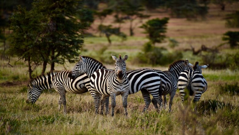The Round House and Bunk Room at Olepangi Farm - all inclusive - Mt. Kenya - Timau, Kenya