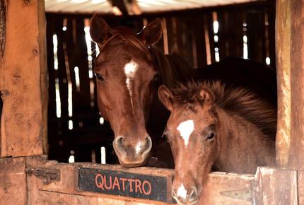 The Round House and Bunk Room at Olepangi Farm - all inclusive - Mt. Kenya - Timau, Kenya