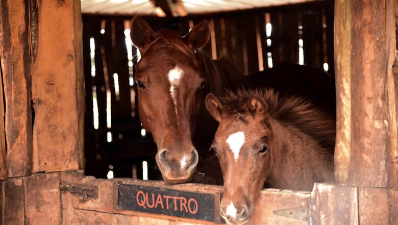The Round House and Bunk Room at Olepangi Farm - all inclusive - Mt. Kenya - Timau, Kenya