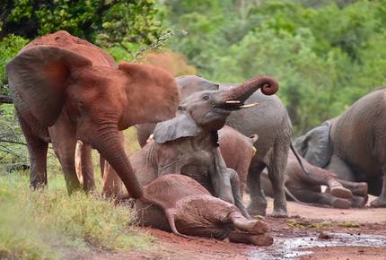 The Round House and Bunk Room at Olepangi Farm - all inclusive - Mt. Kenya - Timau, Kenya