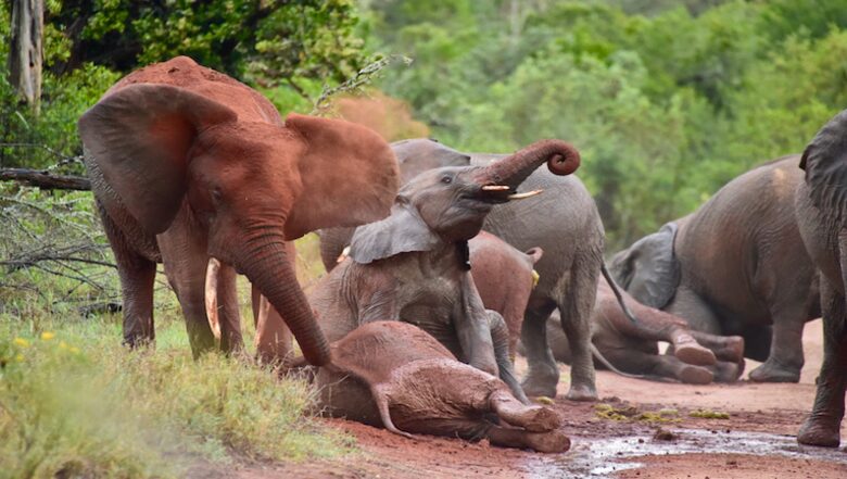The Round House and Bunk Room at Olepangi Farm - all inclusive - Mt. Kenya - Timau, Kenya