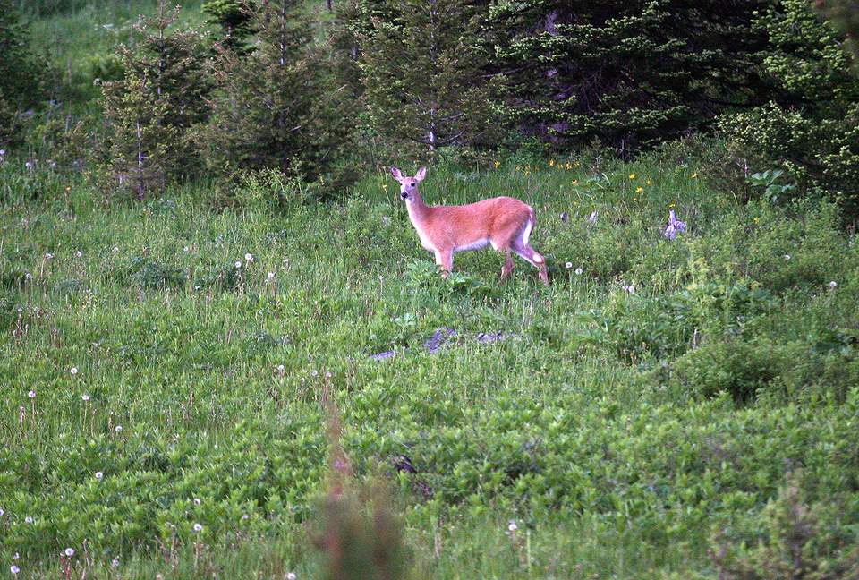 Bridger Vista Lodge - Escape to rural Montana - Bozeman, Montana