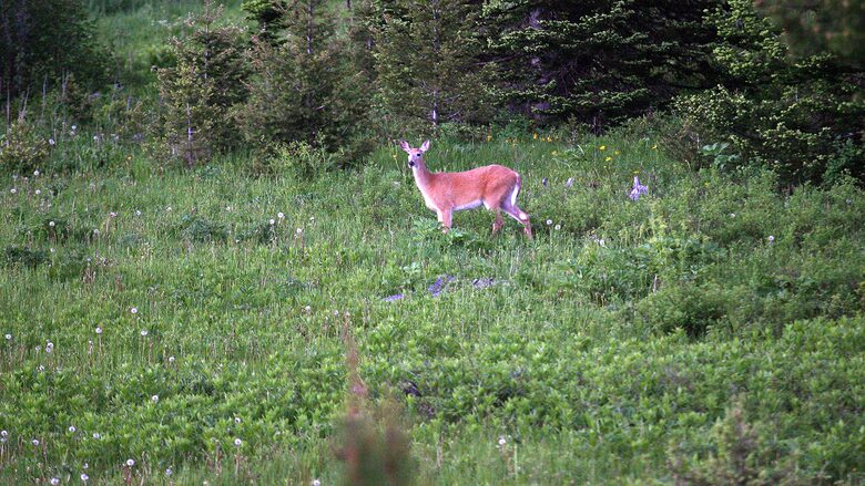 Bridger Vista Lodge - Escape to rural Montana - Bozeman, Montana