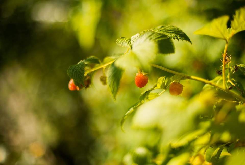 Luxury Boutique Cottage at top of Main Street - Park City, Utah