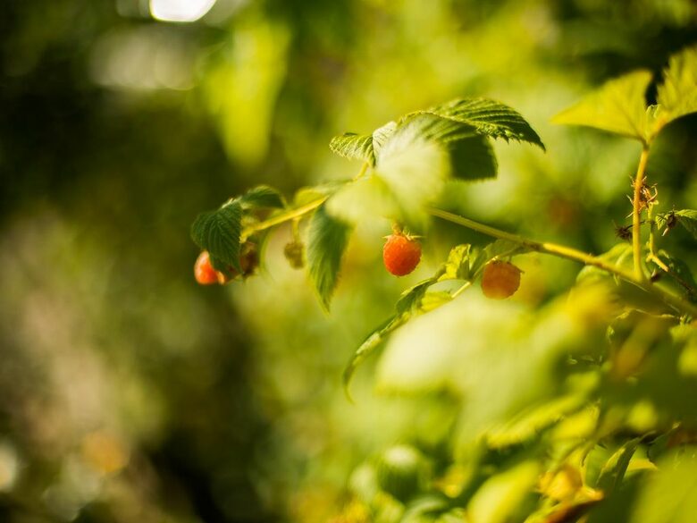 Luxury Boutique Cottage at top of Main Street - Park City, Utah