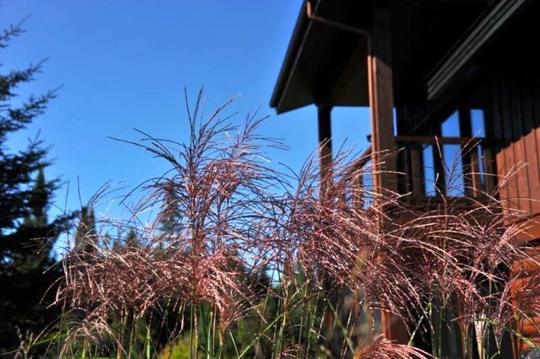 Luxury on the River - Lac Supérieur, Canada