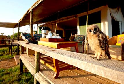 A Private Tent at Laikipia Wilderness Camp - Nanyuki, Kenya